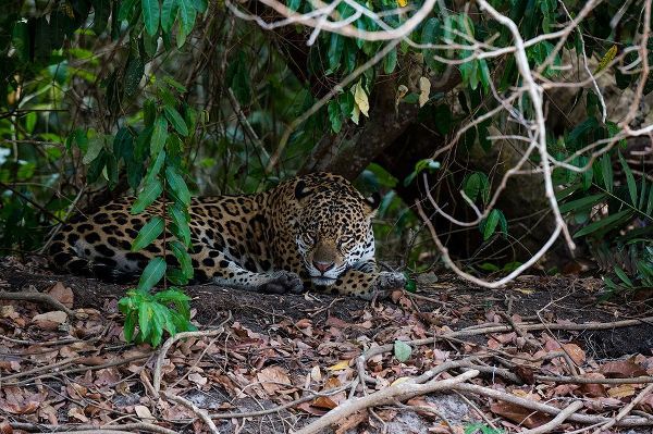 Pitamitz, Sergio 아티스트의 Jaguar-Pantanal-Mato Grosso-Brazil작품입니다.